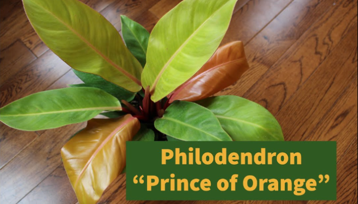 How Big Does A Philodendron Prince Of Orange Get?