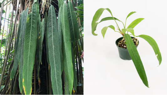 Anthurium Pallidiflorum VS. Vittarifolium