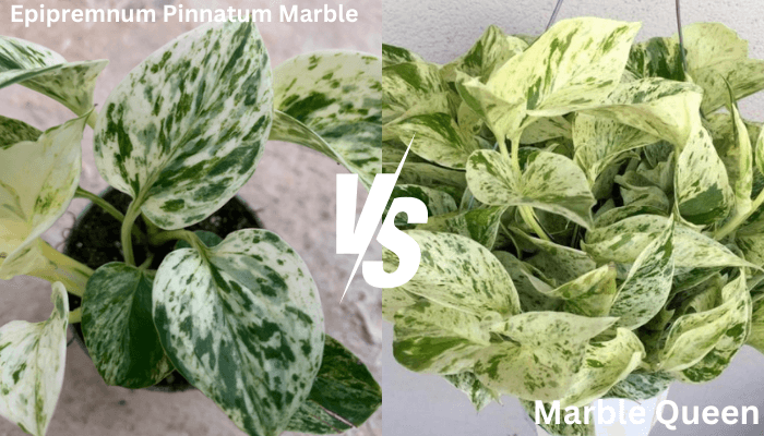 Epipremnum Pinnatum Marble VS. Marble Queen