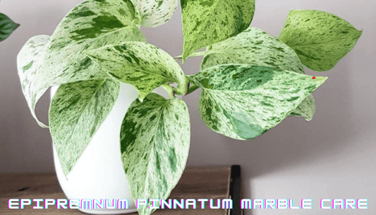 Epipremnum Pinnatum Marble Variegated Care