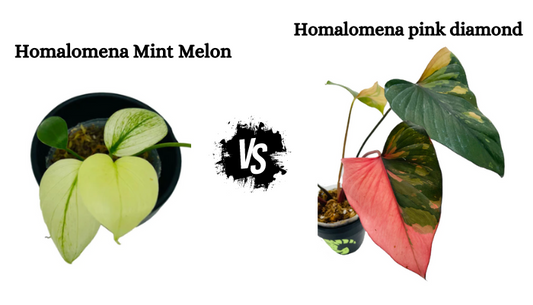 Homalomena Pink Diamond vs Mint Melon