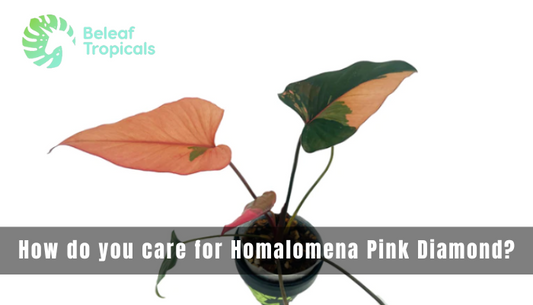 How Do You Care For Homalomena Pink Diamond?