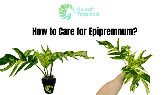 How to Care for Epipremnum