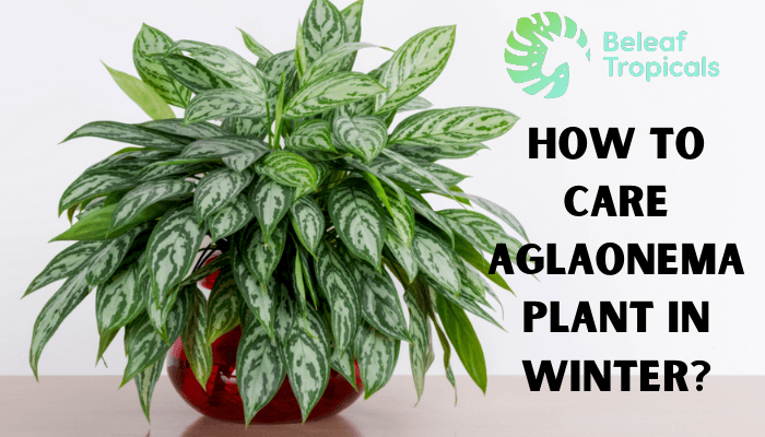 How to Care Aglaonema Plant in Winter