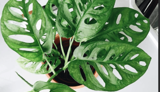 Is Monstera a Good Indoor Plant?