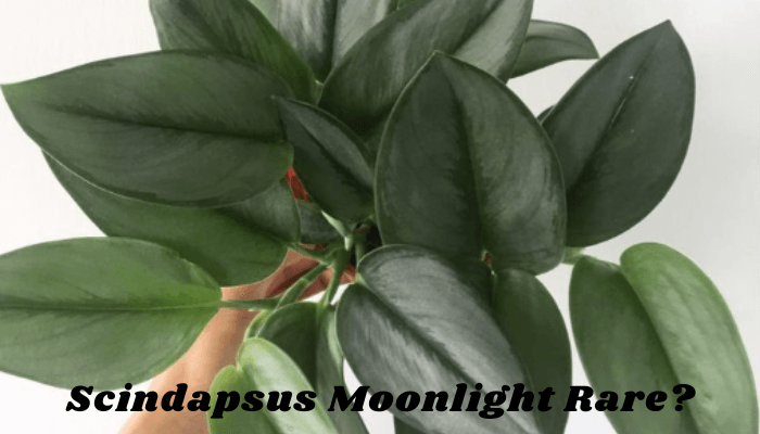 Is Scindapsus Treubii Moonlight Rare?