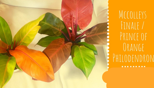 Mccolley’s Finale Philodendron VS. Prince Of Orange