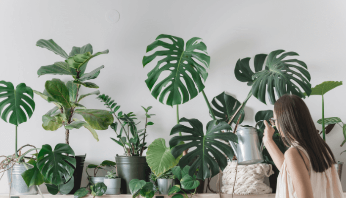 Monstera Indoor Plant Benefits