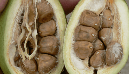 Pachira Aquatica Fruit Benefits