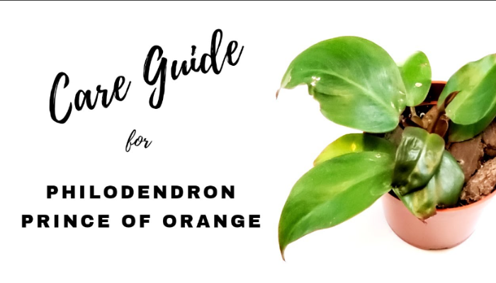 Philodendron Orange Prince Care