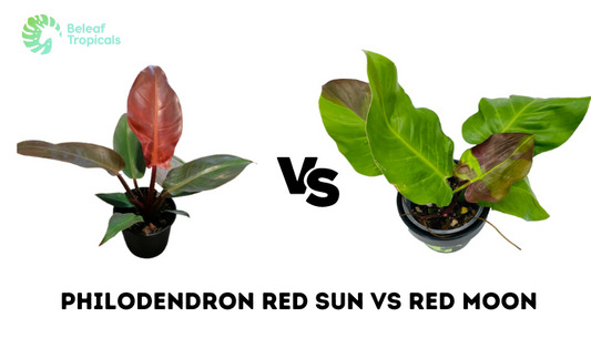 Philodendron Red Sun vs Red Moon