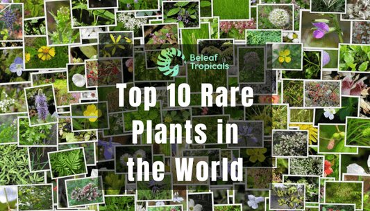 Top 10 Rare Plants in the World
