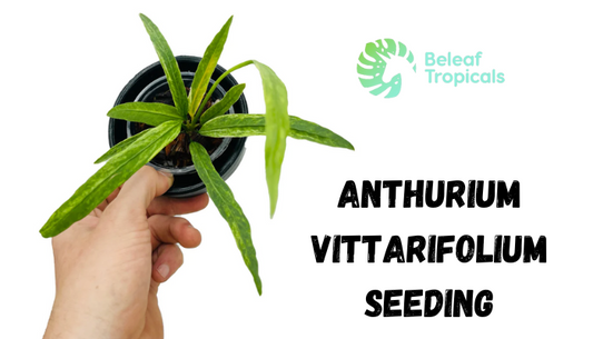 Anthurium Vittarifolium Seedling