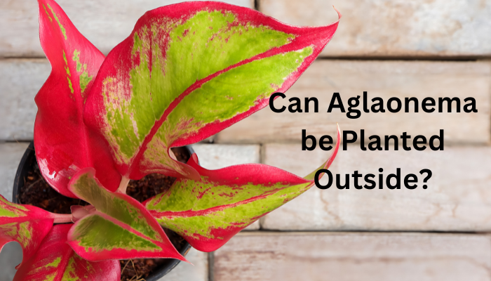 Can Aglaonema be Planted Outside