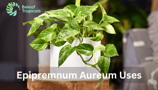 Epipremnum Aureum Uses