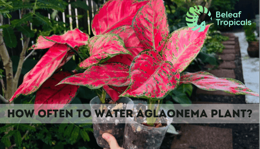 How Often to Water Aglaonema Plant