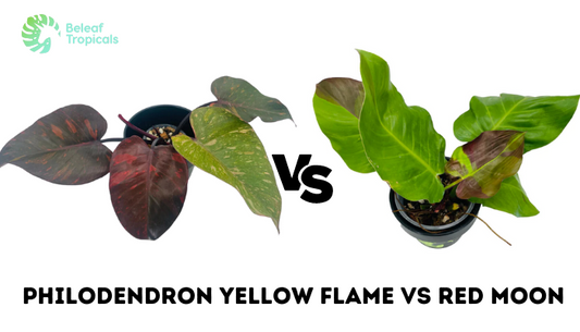 Philodendron Yellow Flame vs Red Moon