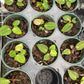 Anthurium Carlablackiae - Growers Choice