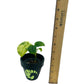 Scindapsus Jade Satin Marble Variegated