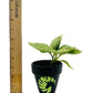 Scindapsus Jade Satin Marble Variegated