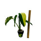 Syngonium Chiapense Variegated