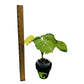 Syngonium Mango Allusion Variegated