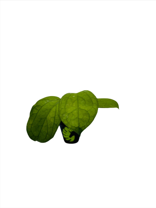 Hoya Priktai - Elephant Leaf
