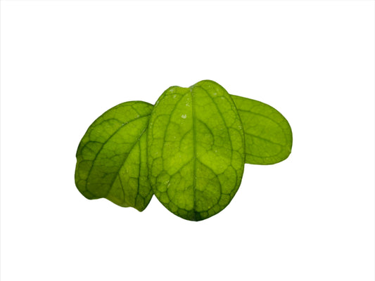 Hoya Priktai - Elephant Leaf