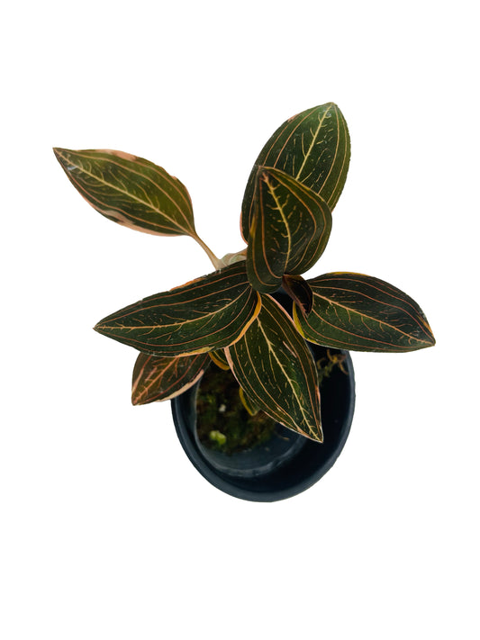 Ludisia Discolor Variegated (Variegated Jewel Orchid)