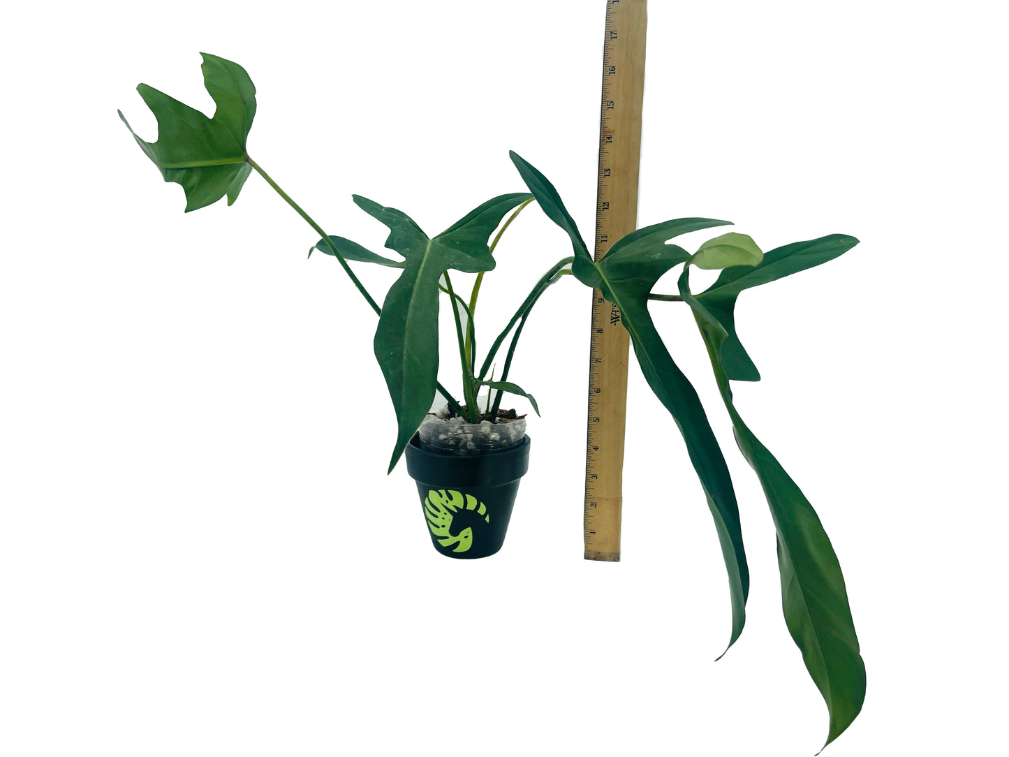 Philodendron Longilobatum 'Lelano Miyano'