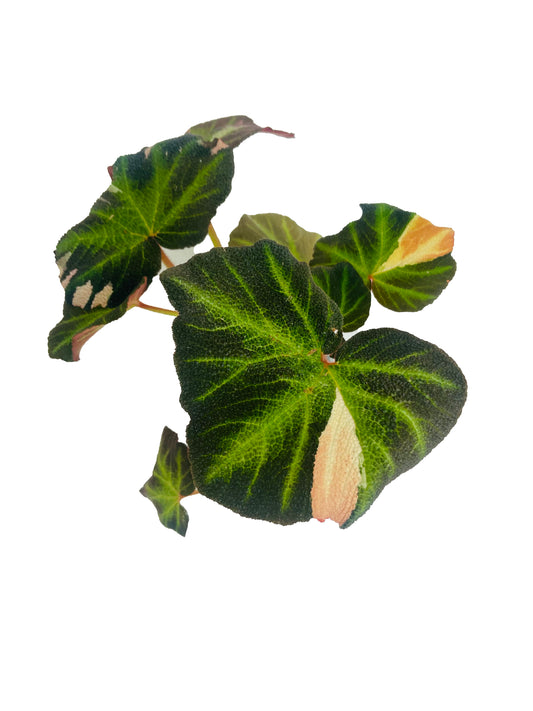 Begonia Soli-Mutata Variegated (Sun Changing Begonia)
