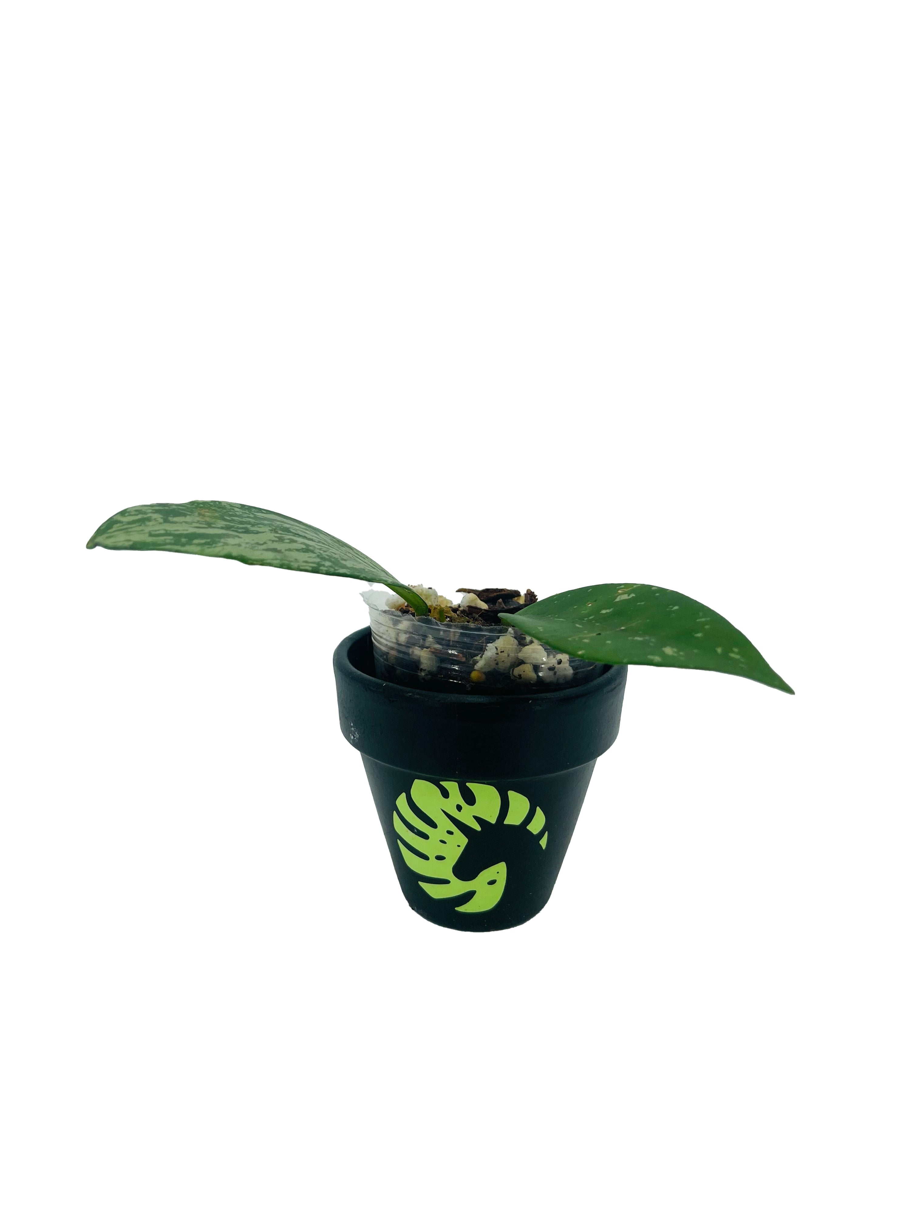 Buy Rare Hoyas Silver Lady | Beleaf Tropical