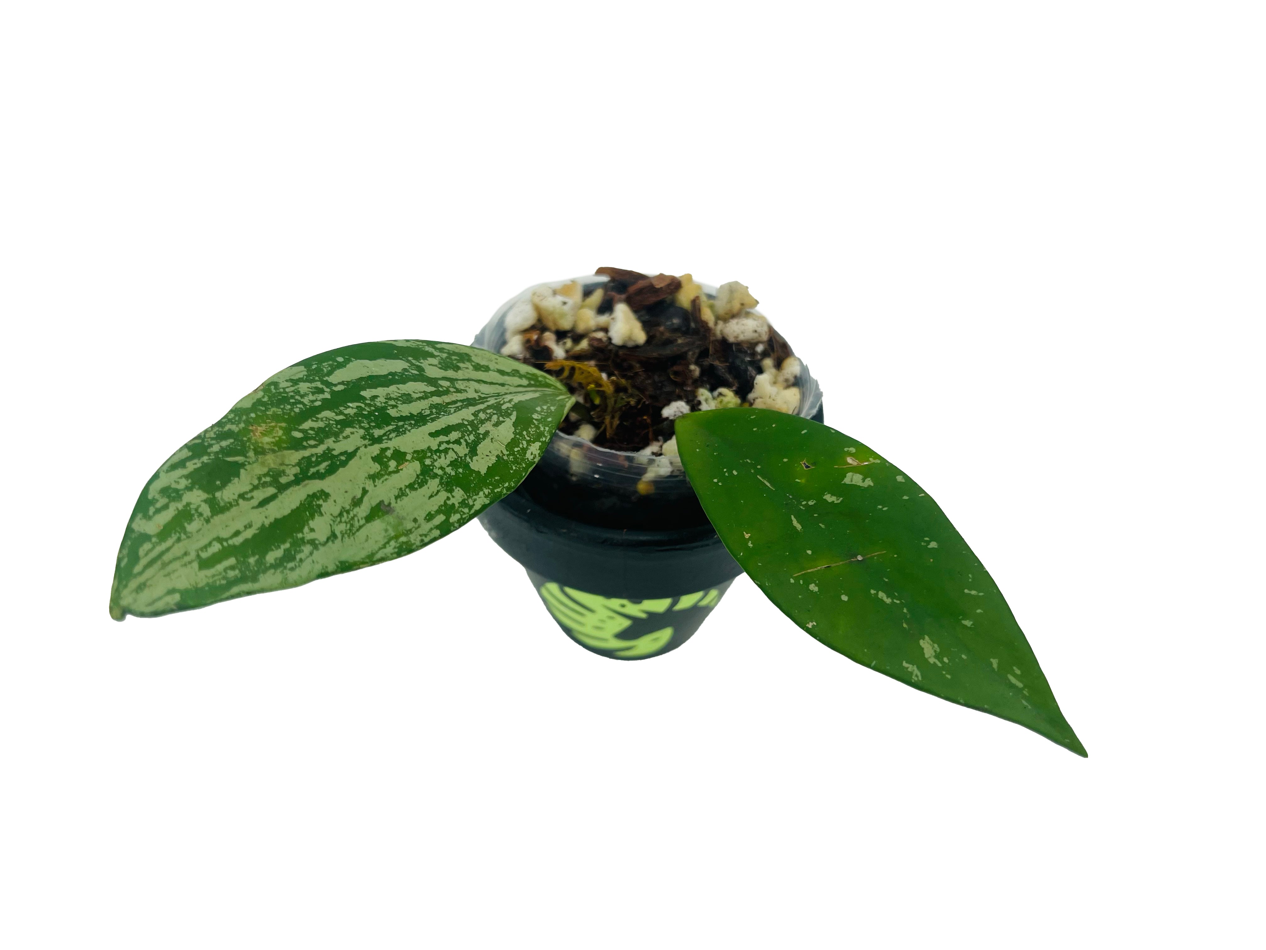 Buy Rare Hoyas Silver Lady | Beleaf Tropical