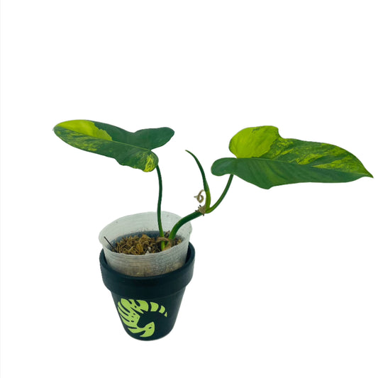Philodendron Bipennifolium Variegated