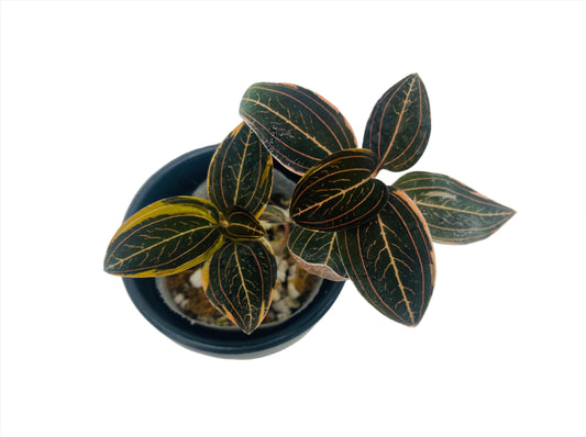 Ludisia Discolor Variegated (Variegated Jewel Orchid)