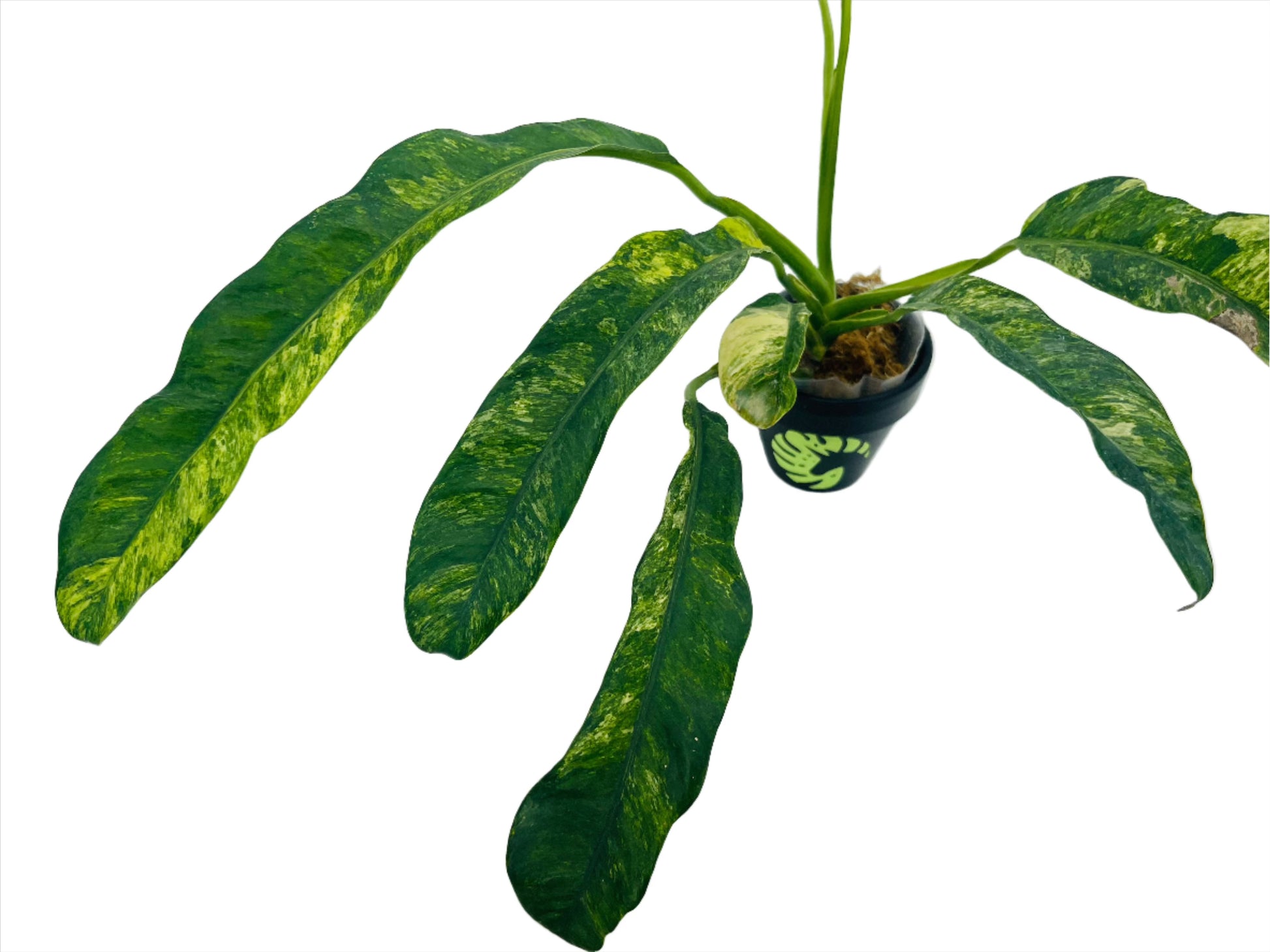 Variegated Epipremnum Plant