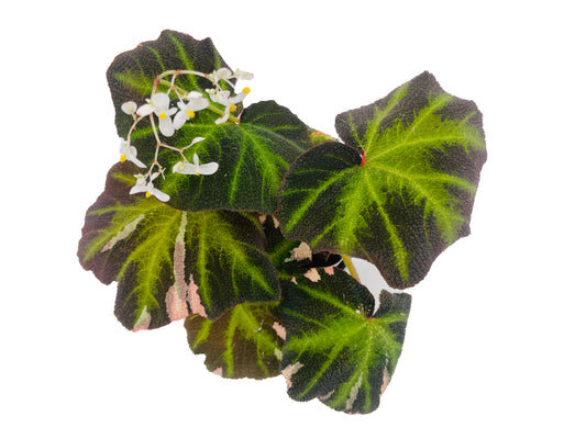 Begonia Soli-Mutata Variegated (Sun Changing Begonia)