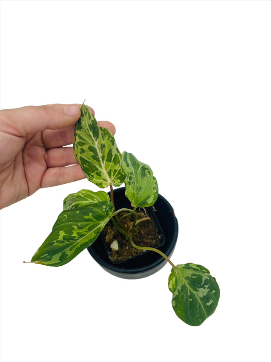 Philodendron Gloriosum Leopard Mutation Variegated - OFFSHOOT