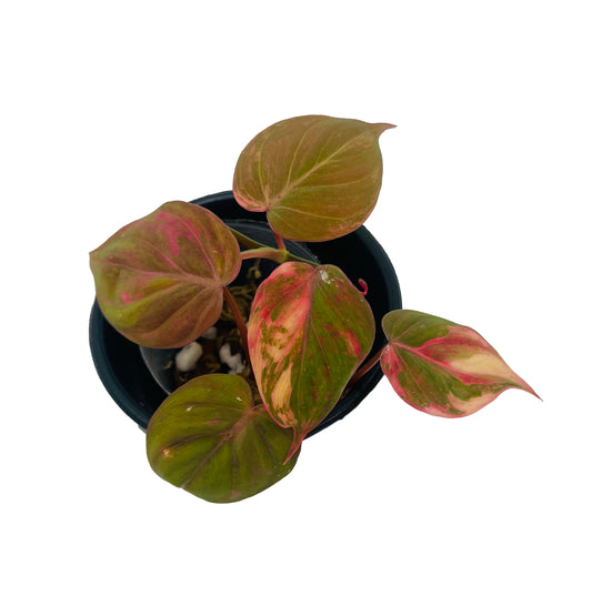 Philodendron Micans PINK Variegated