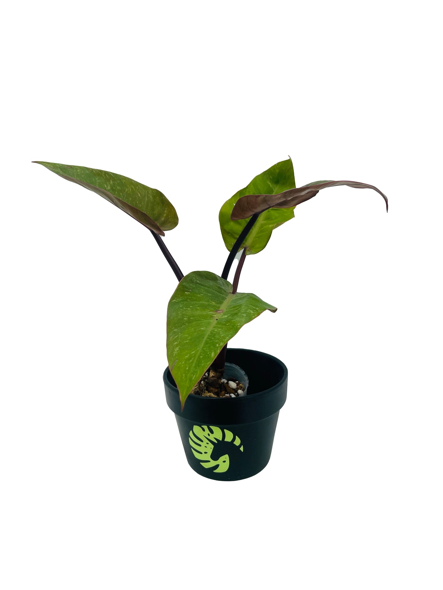 Philodendron Chocolate Chip