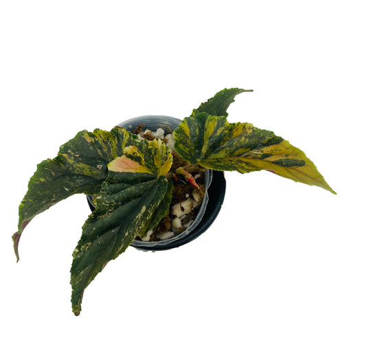 Begonia Ginny Galaxy Variegated - Rooted Cutting