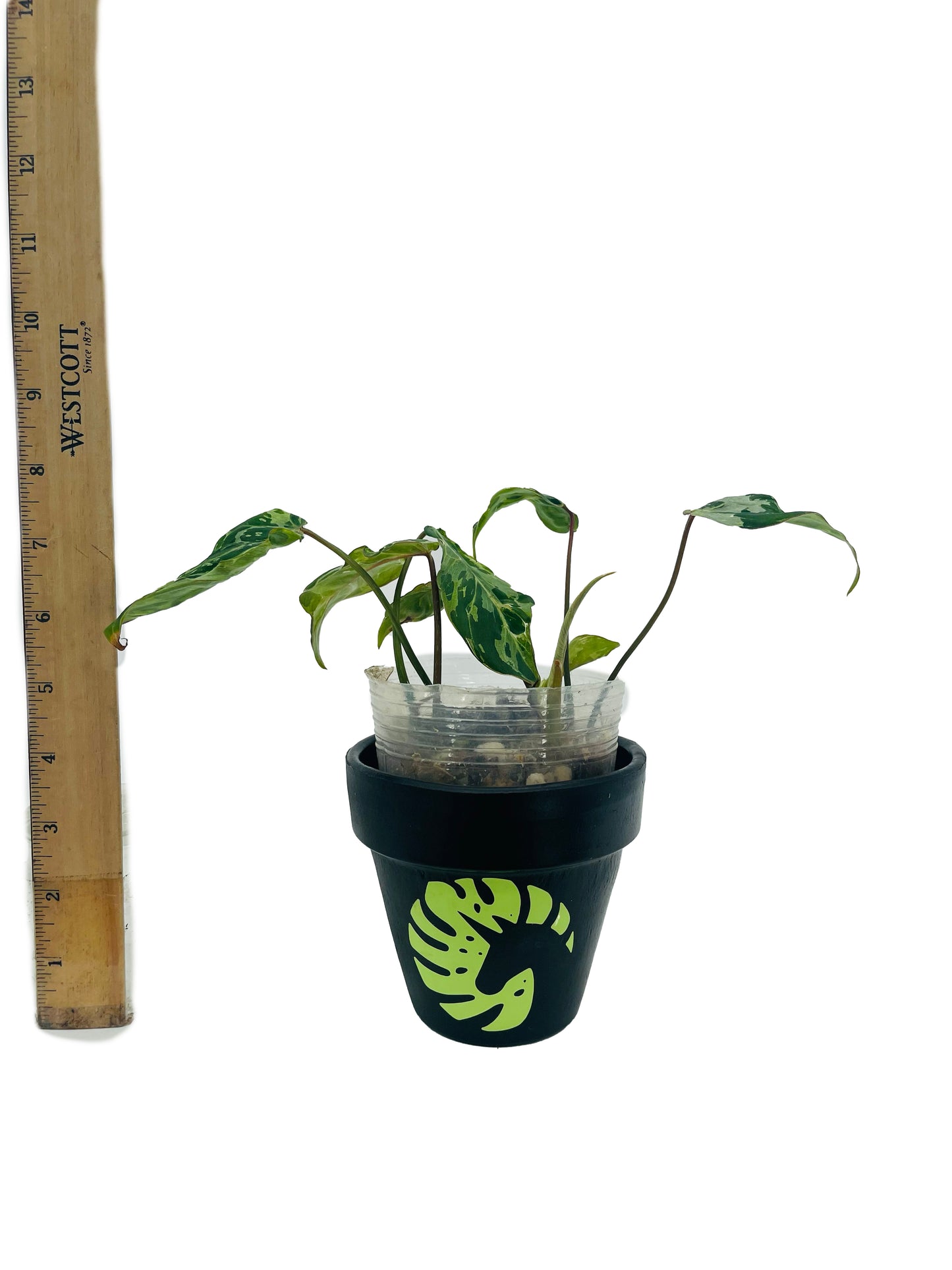 Philodendron Gloriosum Leopard Mutation Variegated