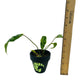 Buy Philodendron Gloriosum Leopard Mutation Variegated - OFFSHOOT