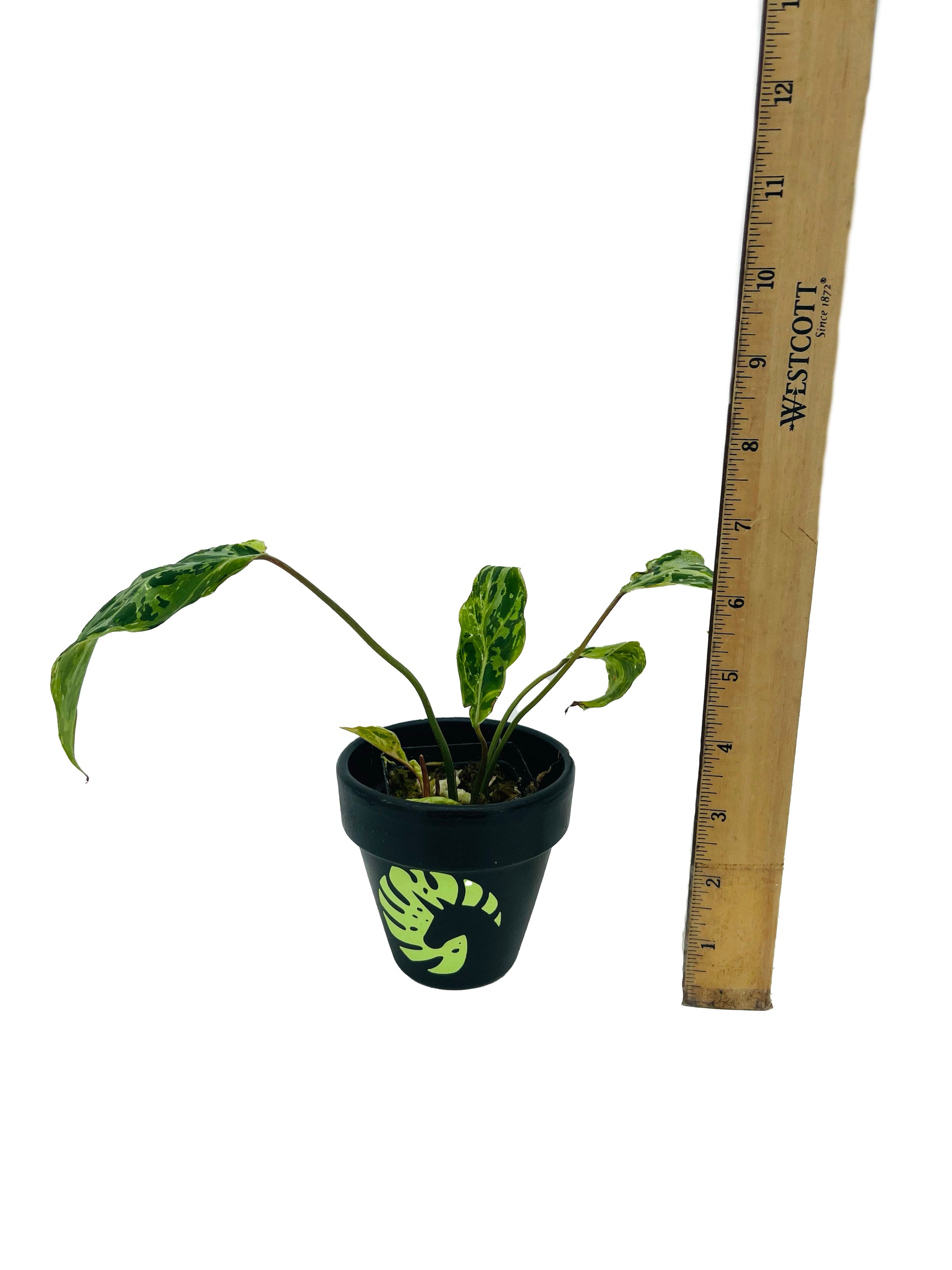 Buy Philodendron Gloriosum Leopard Mutation Variegated - OFFSHOOT